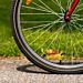 Fahrrad-Hündchen Henry